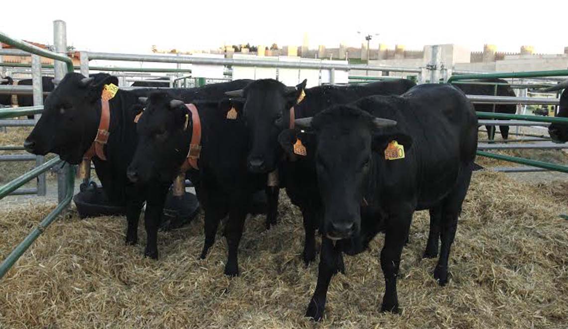 Un total de 167 cabezas de ganado acudirán a la 39 edición de la Feria de la Raza Avileña – Negra Ibérica en Ávila